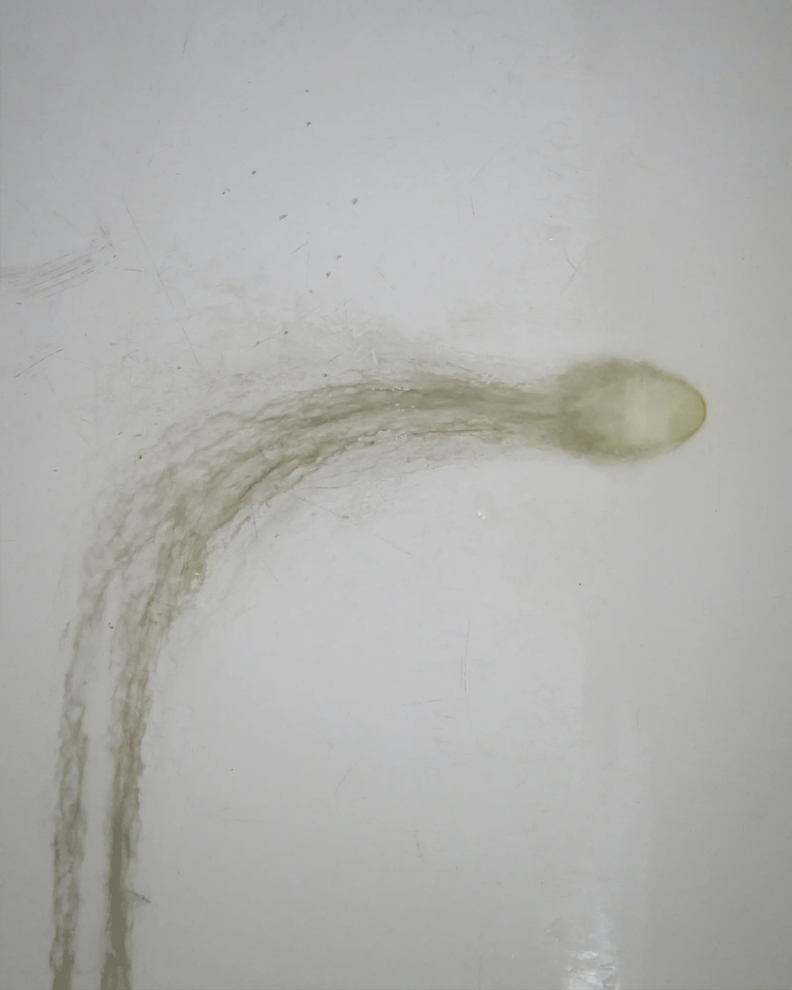 Seminalis van Orto Parisi