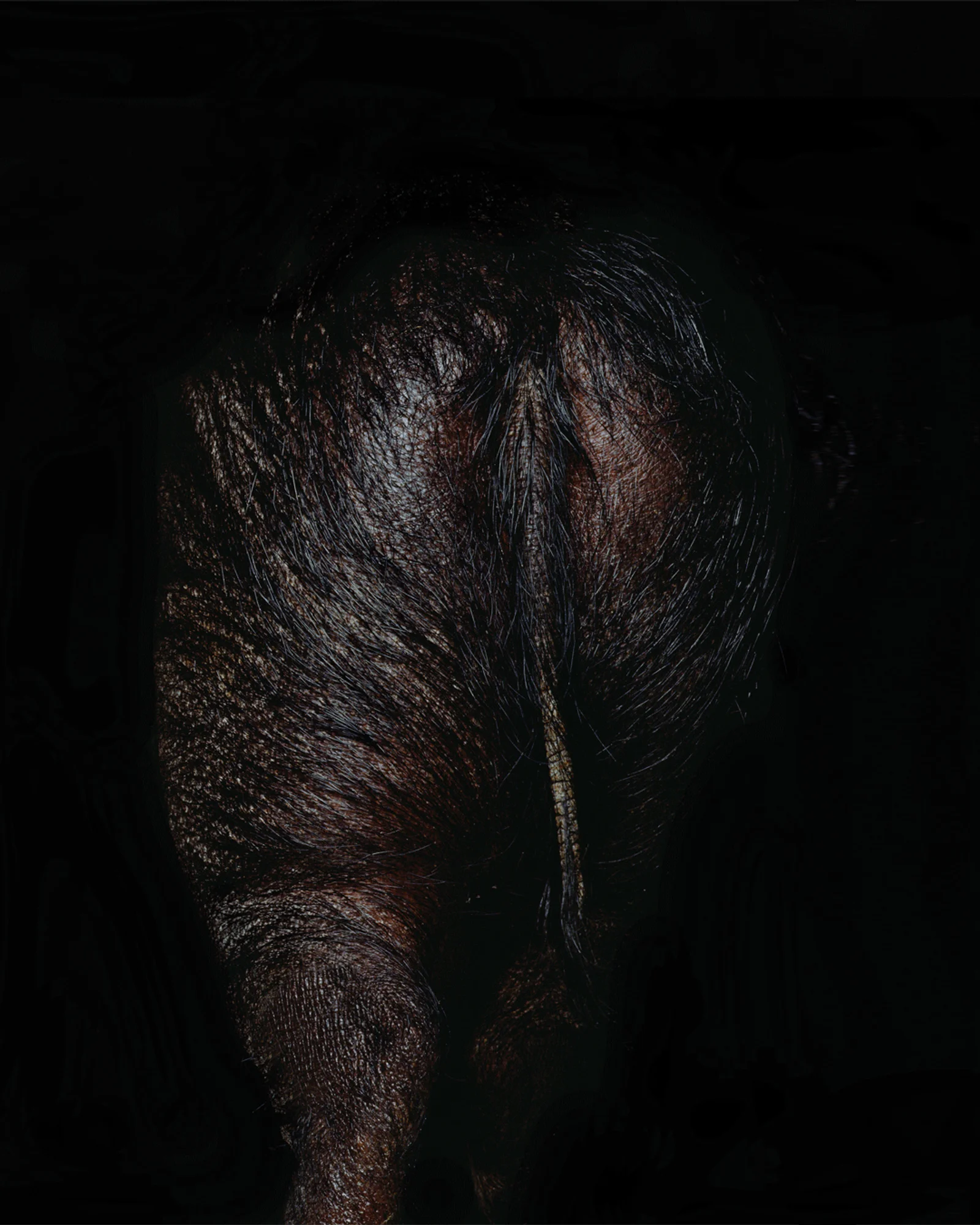 Stercus van Orto Parisi